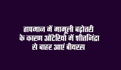 Bears come out of hibernation in Ontario due to slight increase in temperature