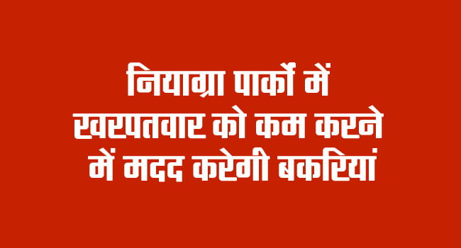 Goats will help reduce weeds in Niagara parks