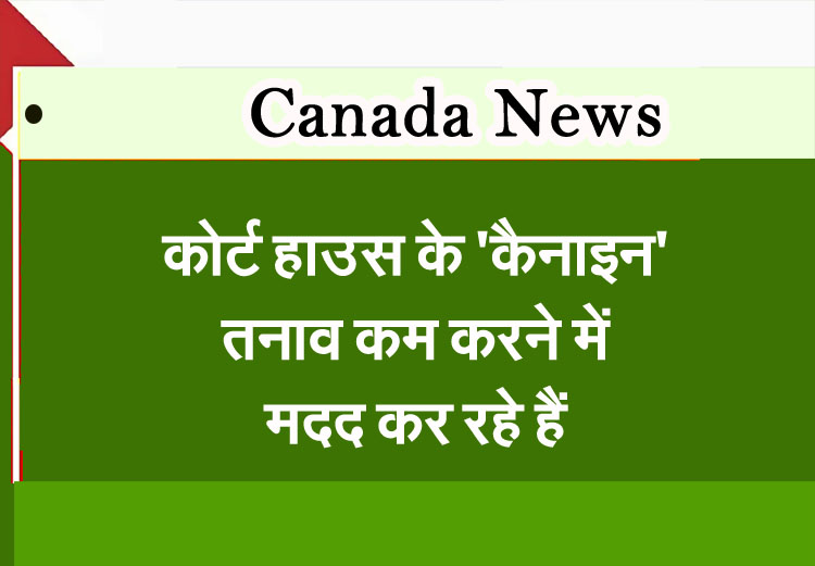 Courthouse canines help ease tensions